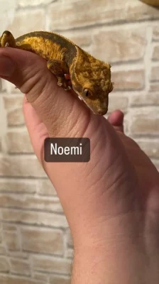 Pagekon rasnaty + terárium a ostatni věci