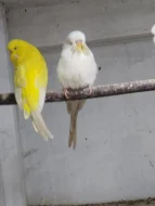 Rosely, Korely, Andulky