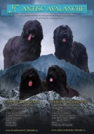 Briard