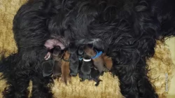 Briard