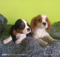 Kavalír, Cavalier king Charles Španěl