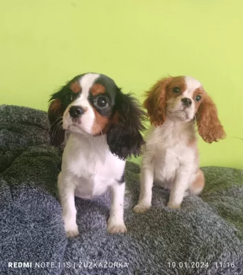 Kavalír, Cavalier king Charles Španěl