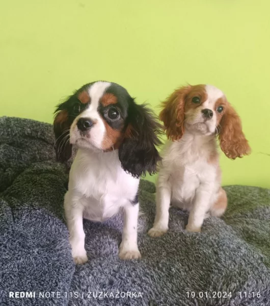 Kavalír, Cavalier king Charles Španěl