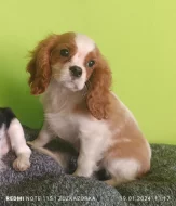 Kavalír, Cavalier king Charles Španěl