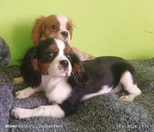 Kavalír, Cavalier king Charles Španěl