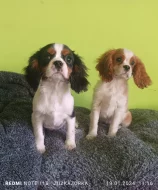 Kavalír, Cavalier king Charles Španěl