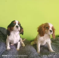 Kavalír, Cavalier king Charles Španěl
