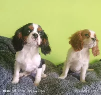 Kavalír, Cavalier king Charles Španěl