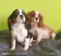 Kavalír, Cavalier king Charles Španěl