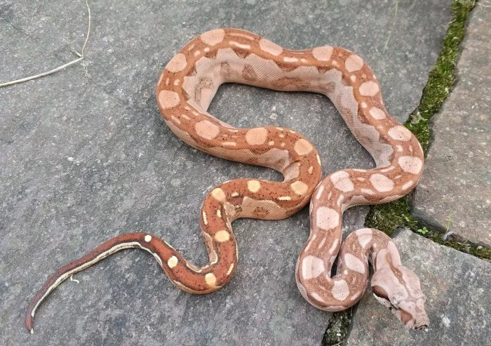 Boa imperator - Hypo Aztec Red Pastel het Sharp Albino