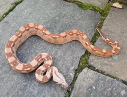 Boa imperator - Hypo Aztec Red Pastel het Sharp Albino