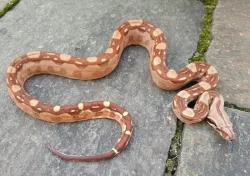 Boa imperator - Hypo Aztec Red Pastel het Sharp Albino