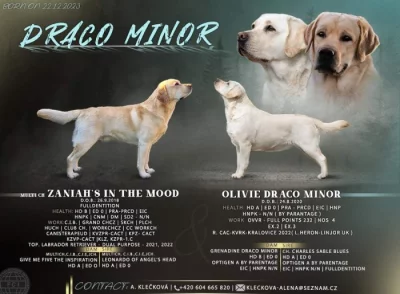 Labrador retriever