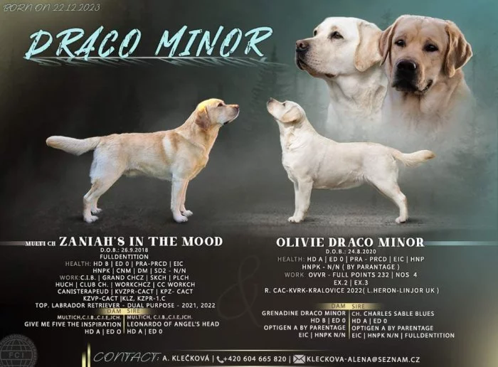 Labrador retriever