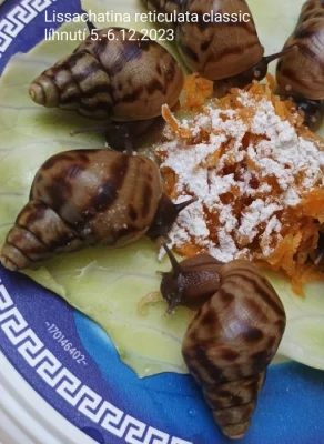 Lissachatina reticulata - africký šnek