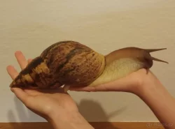 Lissachatina reticulata - africký šnek