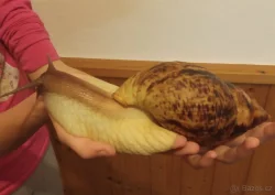 Lissachatina reticulata - africký šnek