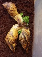 Lissachatina reticulata - africký šnek