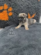 Mops štěňata [bez PP]
