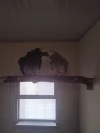 PRODÁM PÁRY ŽAKŮ KONGO.TEL.604853346
