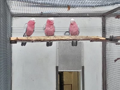 Kakadu růžový