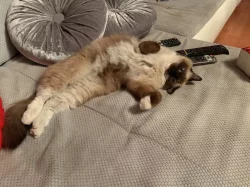 Daruji 2 kočičky plemene Ragdoll s PP