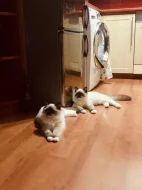 Daruji 2 kočičky plemene Ragdoll s PP