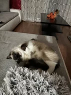 Daruji 2 kočičky plemene Ragdoll s PP