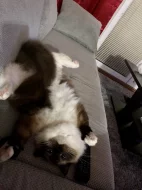 Daruji 2 kočičky plemene Ragdoll s PP