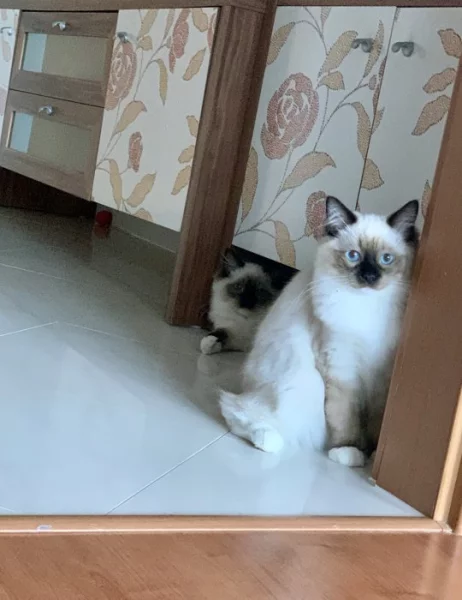 Daruji 2 kočičky plemene Ragdoll s PP