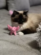 Daruji 2 kočičky plemene Ragdoll s PP