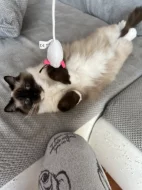 Daruji 2 kočičky plemene Ragdoll s PP