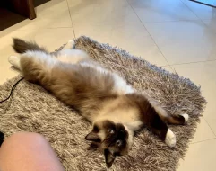 Daruji 2 kočičky plemene Ragdoll s PP