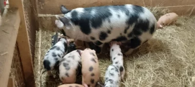 Kune Kune