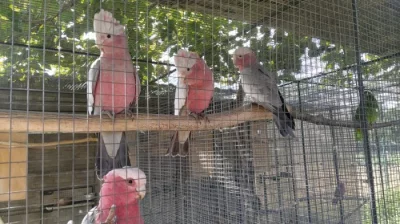 kakadu růžový nepříbuzný pár