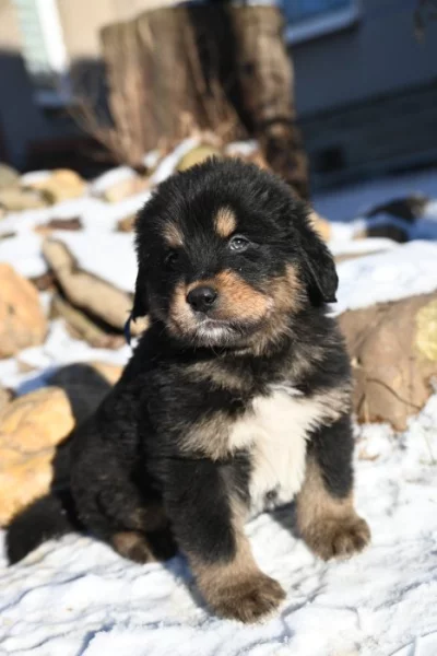 Tibetská doga - štěně s průkazem původu