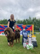 Tibetská doga - štěně s průkazem původu