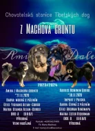 Tibetská doga - štěně s průkazem původu