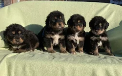 Tibetská doga - štěně s průkazem původu