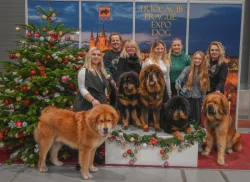 Tibetská doga - štěně s průkazem původu
