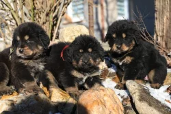 Tibetská doga - štěně s průkazem původu