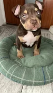 American bully pocket