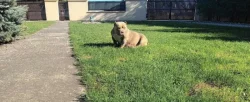 American bully pocket