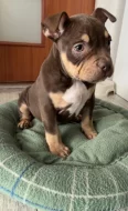 American bully pocket