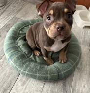 American bully pocket