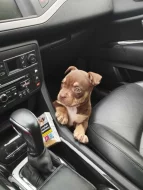 American bully pocket