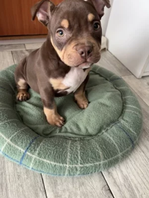 American bully pocket