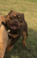 American bully pocket