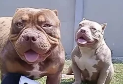 American bully pocket