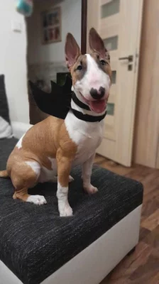Bullterier